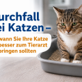 Durchfall bei Katzen – wann Sie Ihre Katze besser zum Tierarzt bringen sollten
