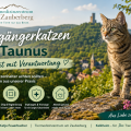Freigängerkatzen im Taunus – Freiheit mit Verantwortung