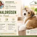Analdrüsen beim Hund – Wann sollte ich zum Tierarzt?