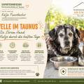 Hitzewelle im Taunus: So helfen Sie Ihrem Hund und Ihrer Katze durch die heißen Tage