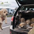 Hund kaufen – worauf muss ich achten?